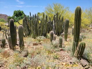 Arizona-Sonora Desert Museum