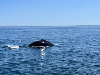 Hyannis Whale Watcher Cruises