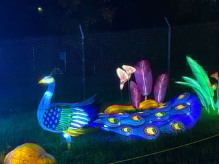 Illumination for Conservation Lantern Festival