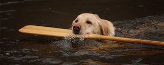 Kenduskeag Stream Canoe Race