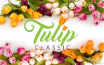 The Tulip Tournament 