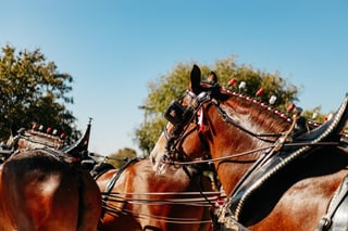Windy City Warmup PRCHA Show