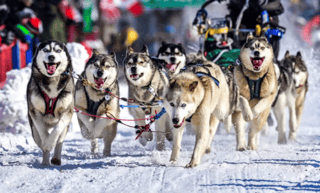 Can-Am Crown International Sled Dog Races