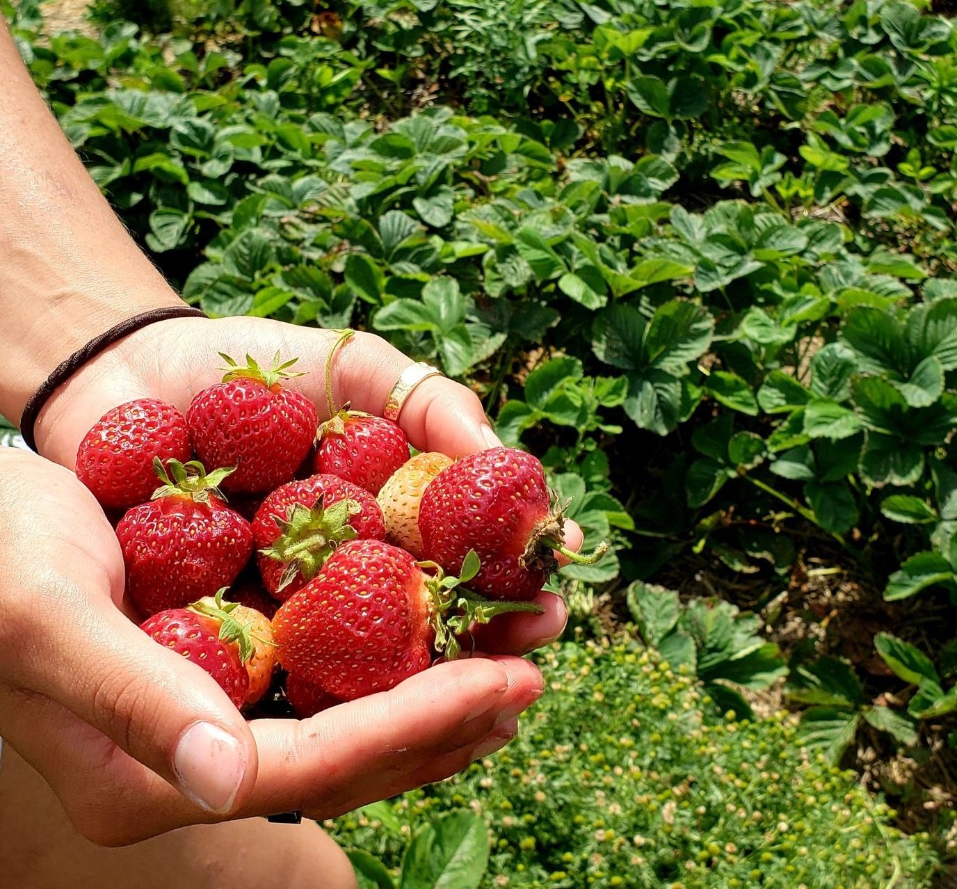 Rowe's Produce Farm