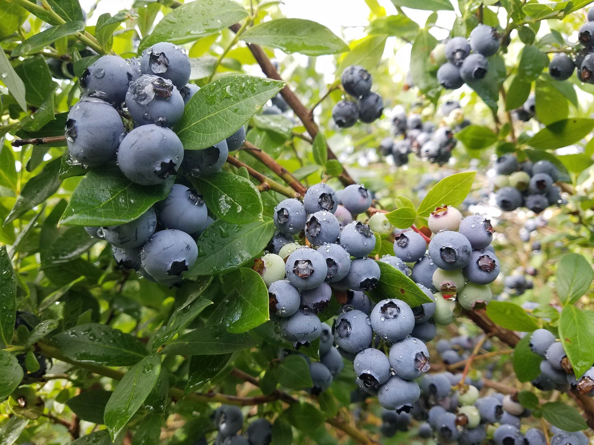 Augusta Blueberries