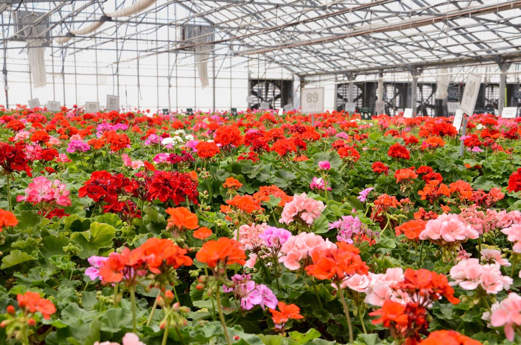 Strange's Florist-Mechanicsville
