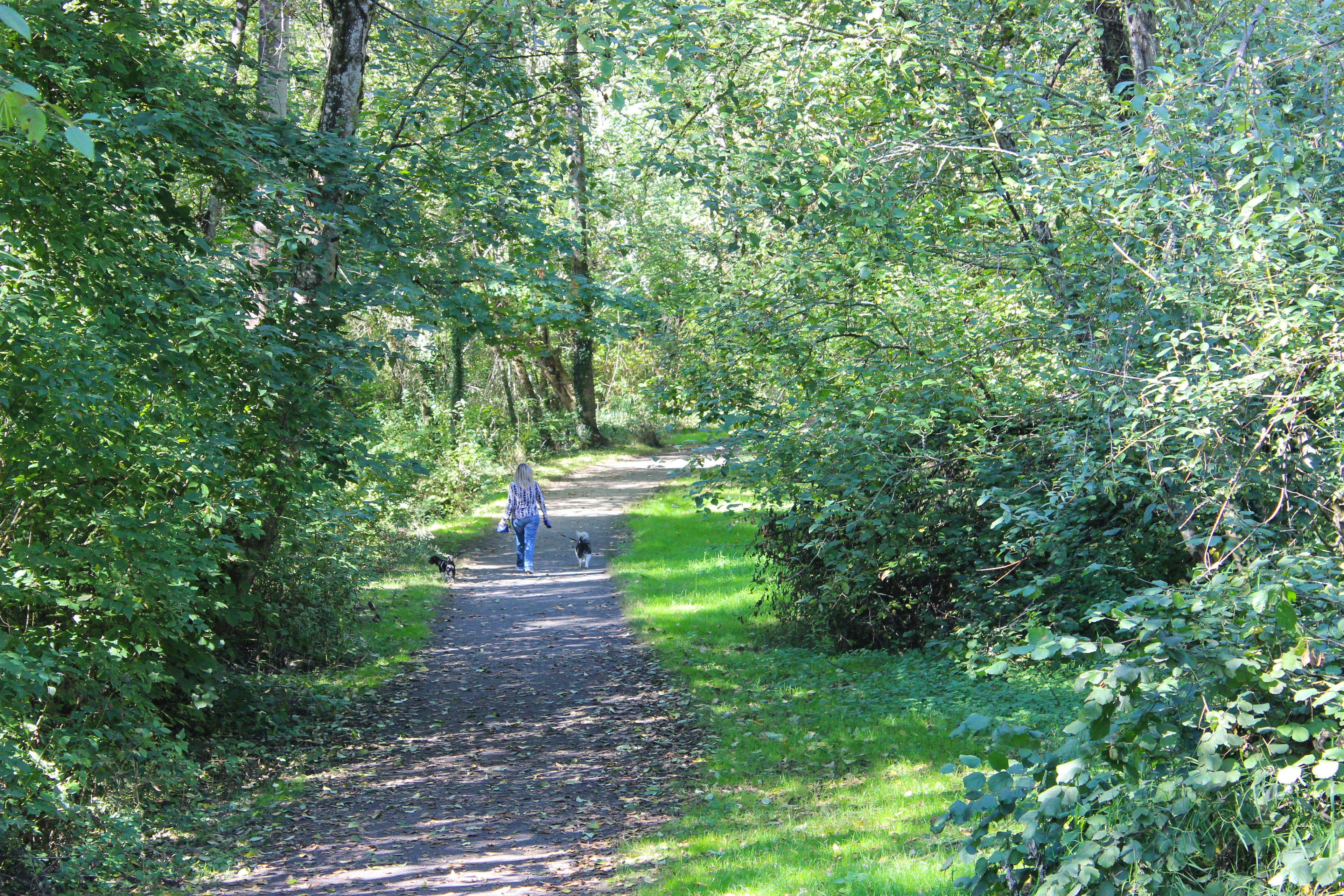 Cougar Creek Trail