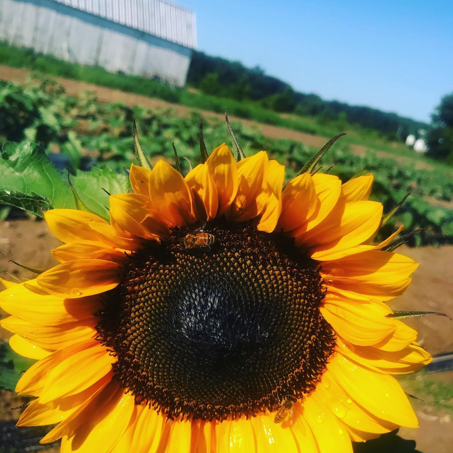 Zekiah Ridge Farm & Flowers