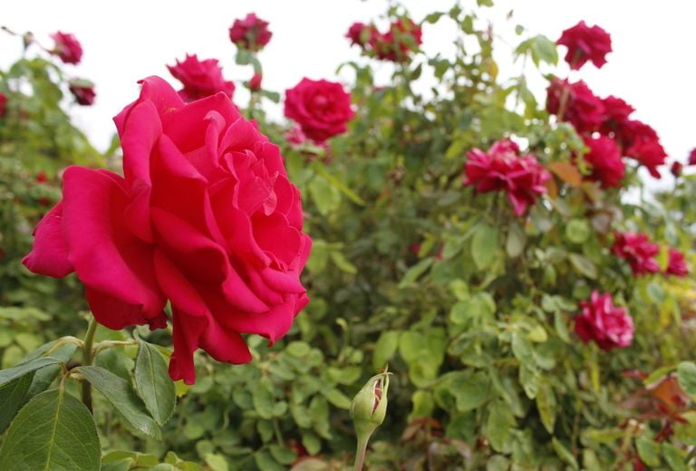 El Paso Municipal Rose Garden