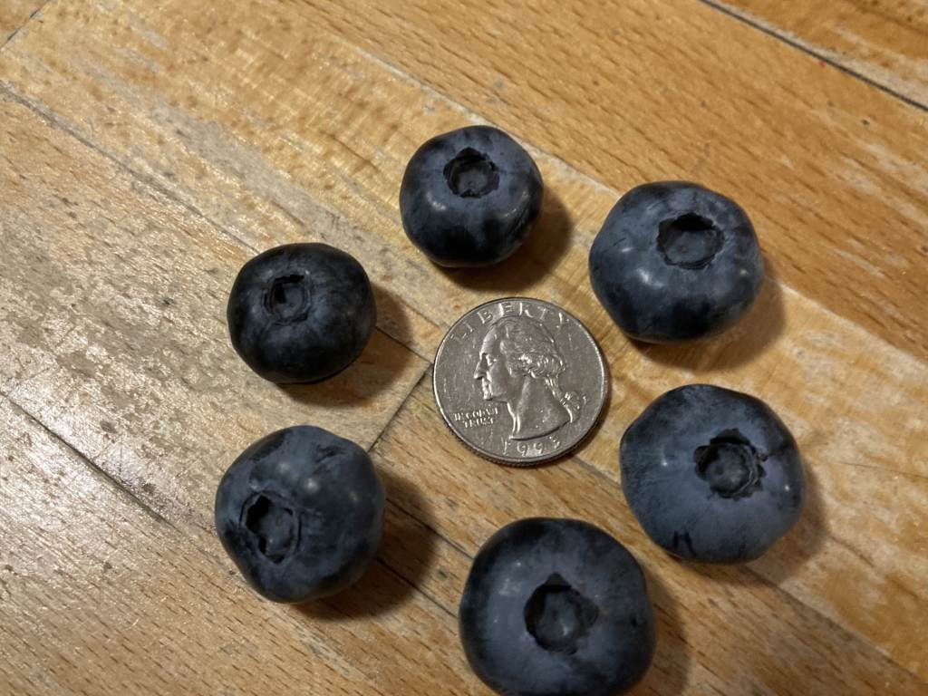 Blueberries Galore Farm