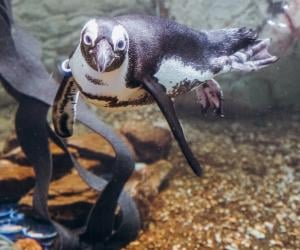 Audubon Aquarium