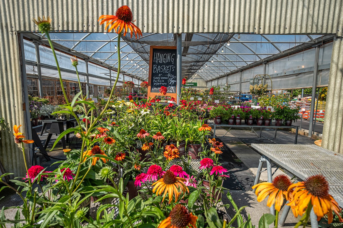 Zenith Holland Nursery