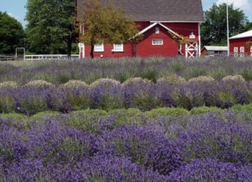Hidden Spring Lavender & Alpaca Farm