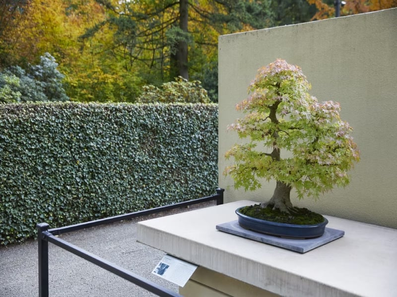 Pacific Bonsai Museum