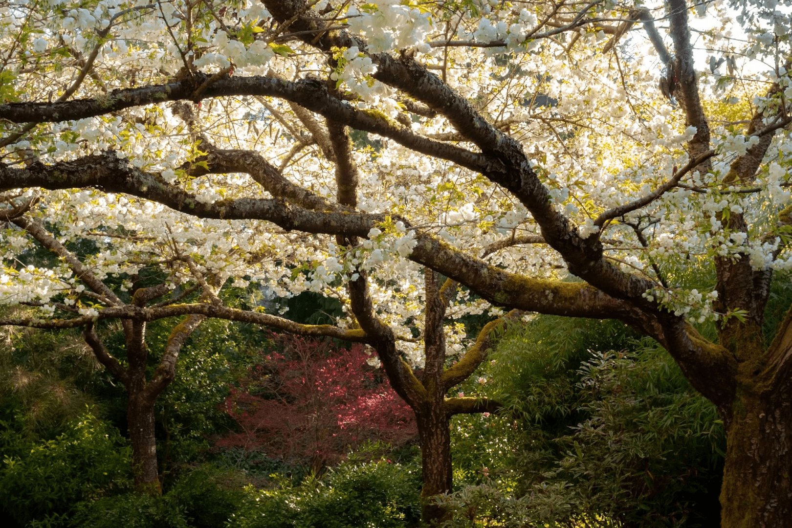 PowellsWood Garden