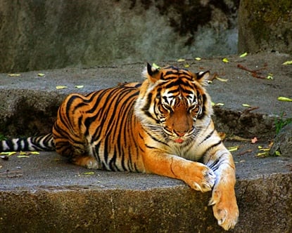 Woodland Park Zoo