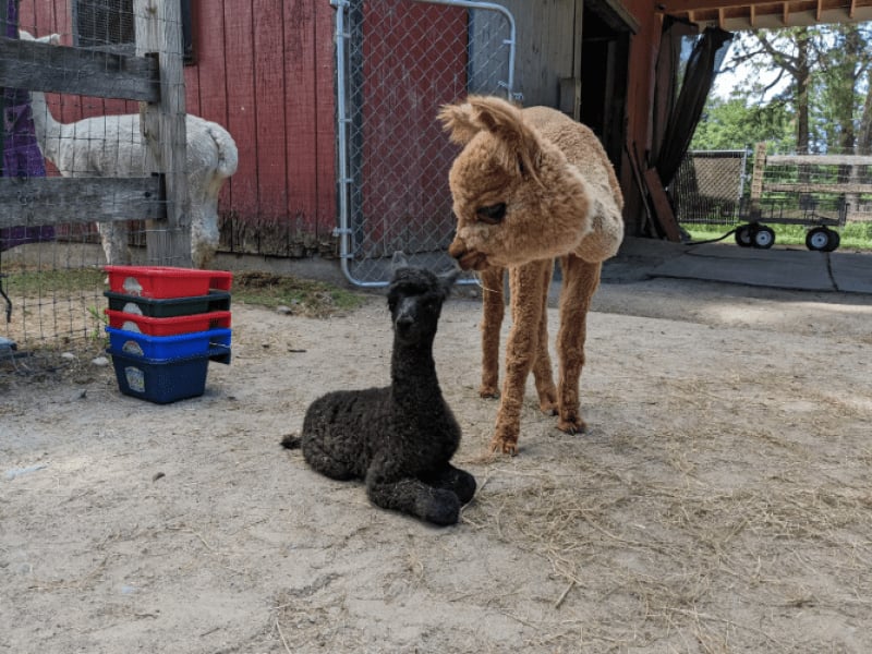Harvard Alpaca Ranch, Inc.