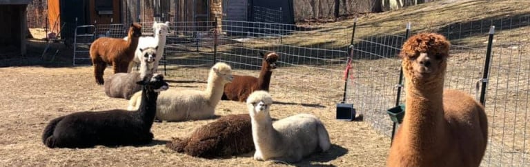 In The Meadow Farm Alpacas