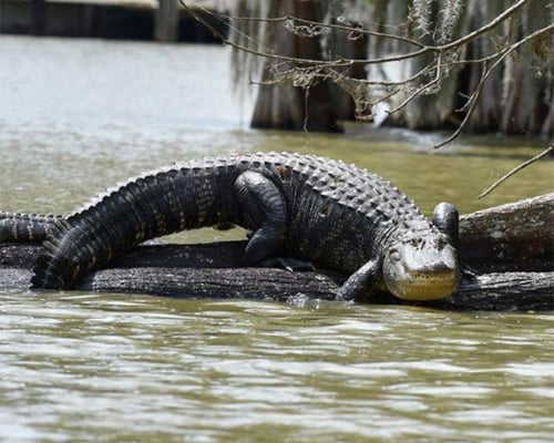 Cajun Experiences