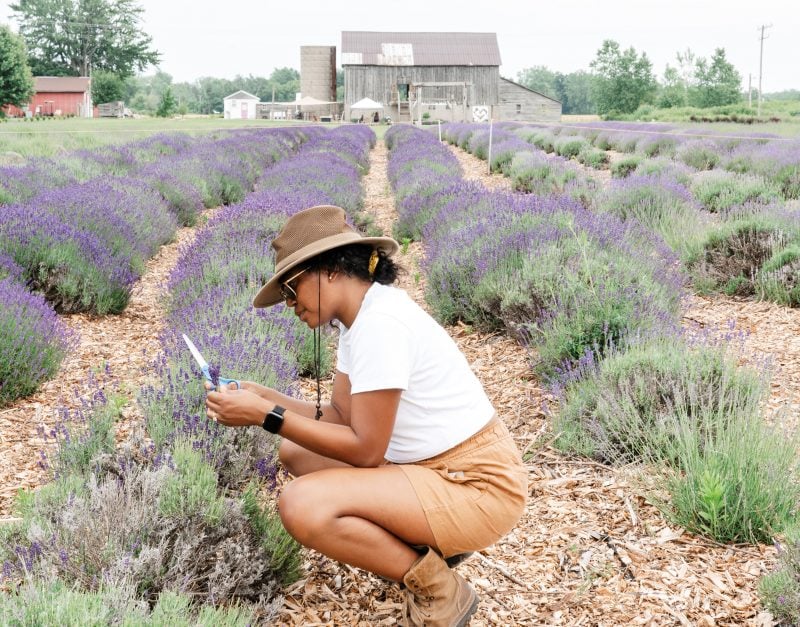 Lavender Shores Farm