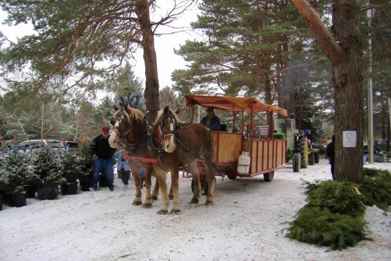 Western's Tree Farm