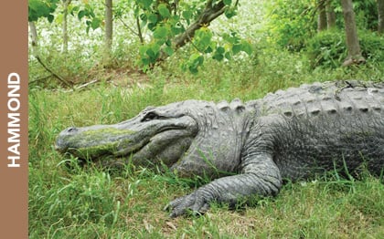 Kliebert & Son’s Gator Tours
