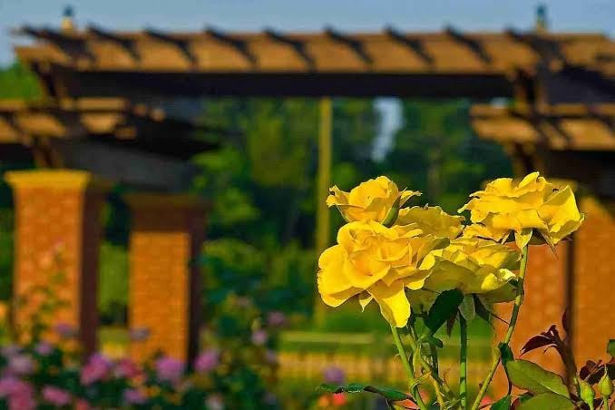 MAFES Veteran's Memorial Rose Garden