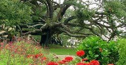 Friendship Oak