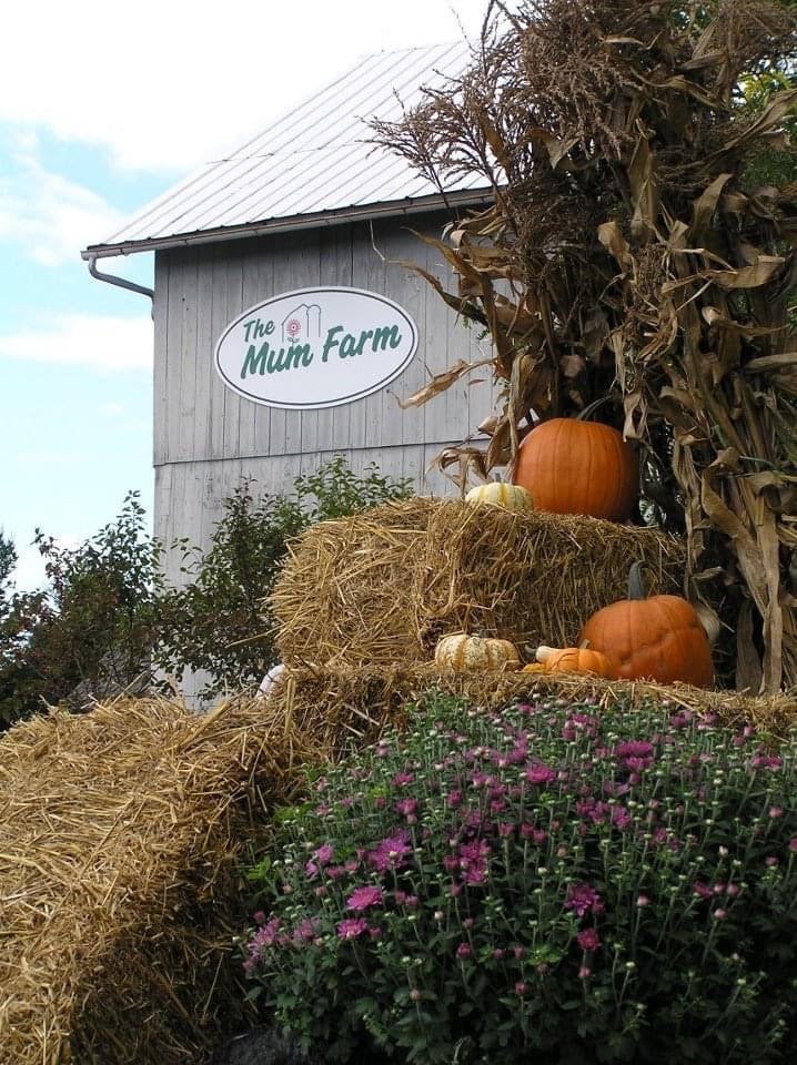 The Mum Farm