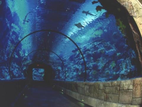Shark Reef Aquarium at Mandalay Bay