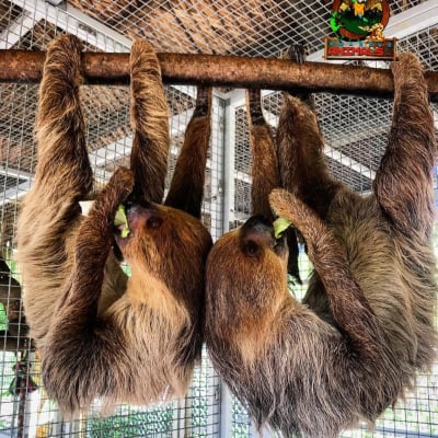 Amazing Animals Inc