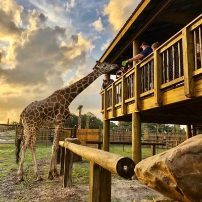 Wild Florida Adventure Park