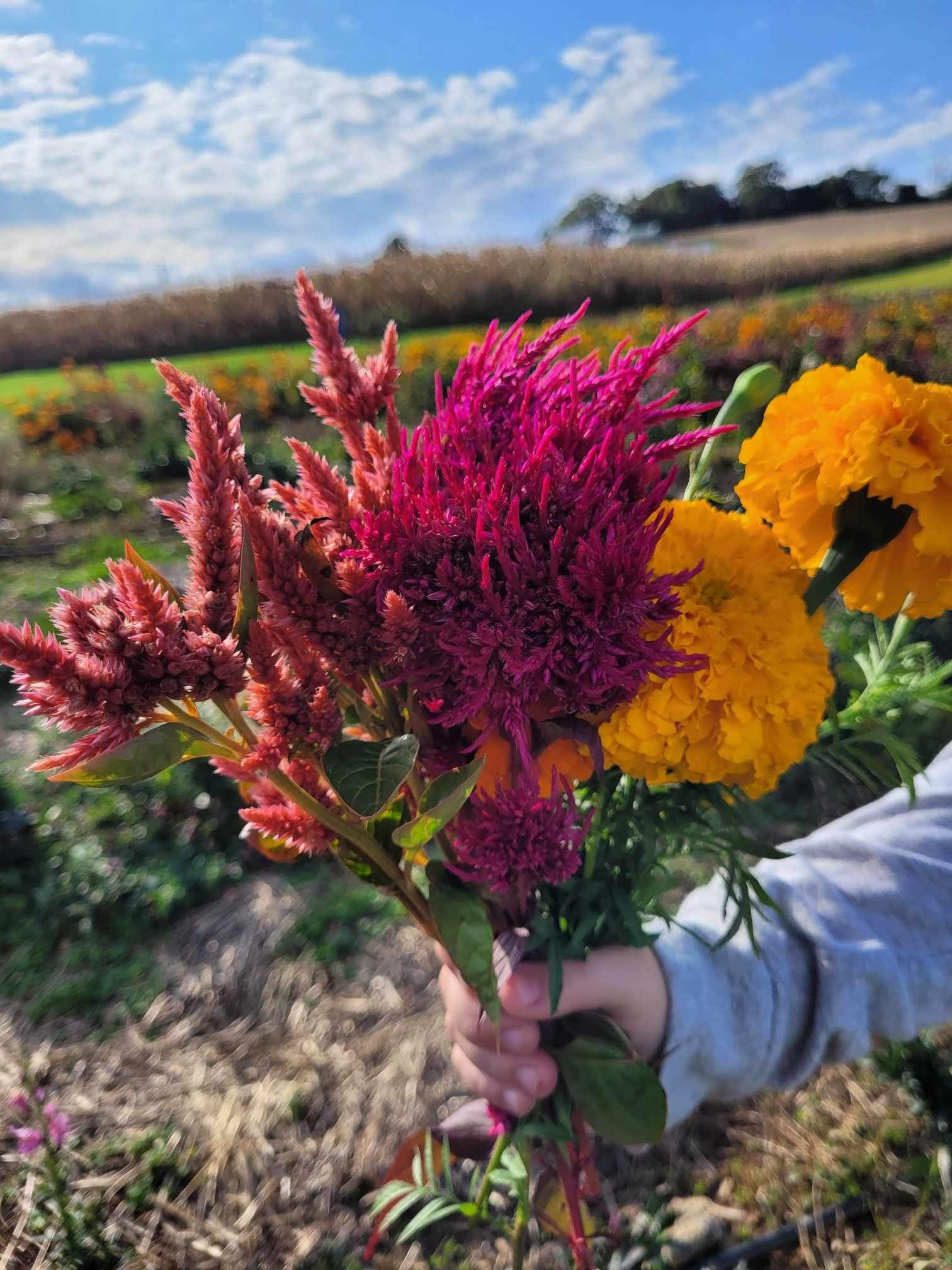 Orchard Valley Farm
