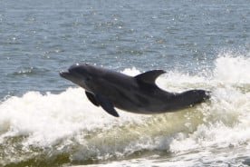 Orange Beach Private Family Dolphin Tours & Boating Safaris