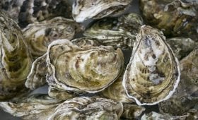 Coastal Maryland Oyster Company