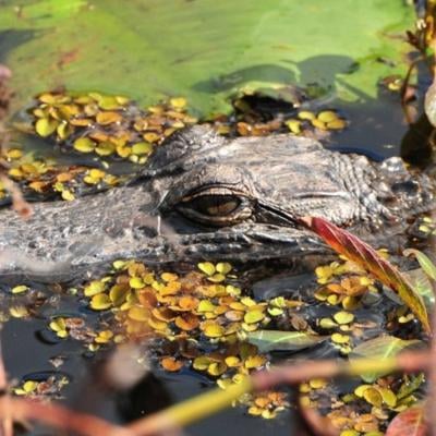 Marsh Landing Adventures / Orlando Airboat Tours