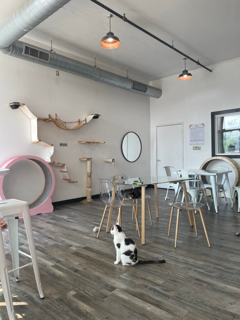 Happy Cat Cafe