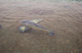 Huntsdale State Fish Hatchery