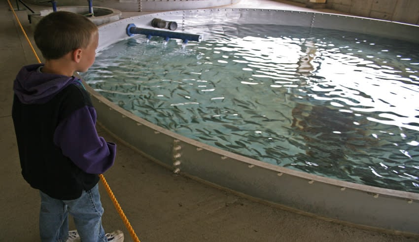 Fish Hatchery & Visitors Center