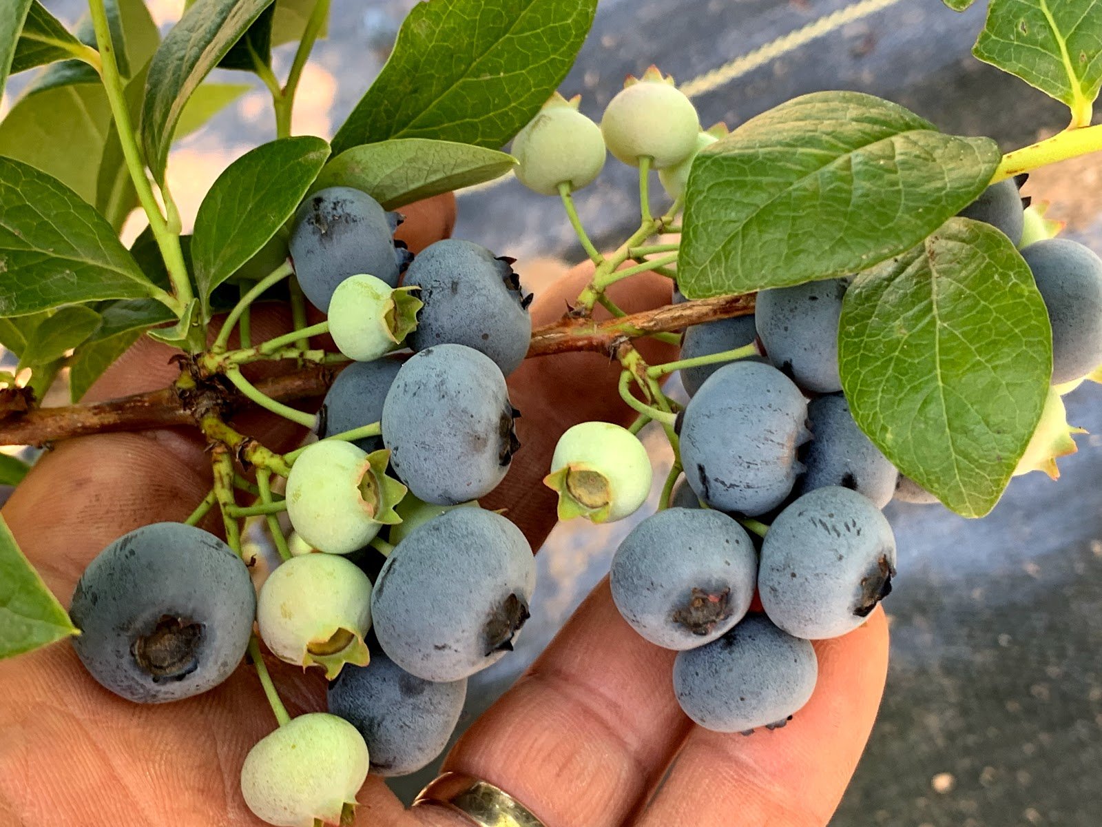 Blueberry Hill Farms & Nursery