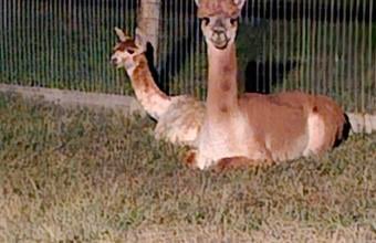 Angie's Alpaca Paradise