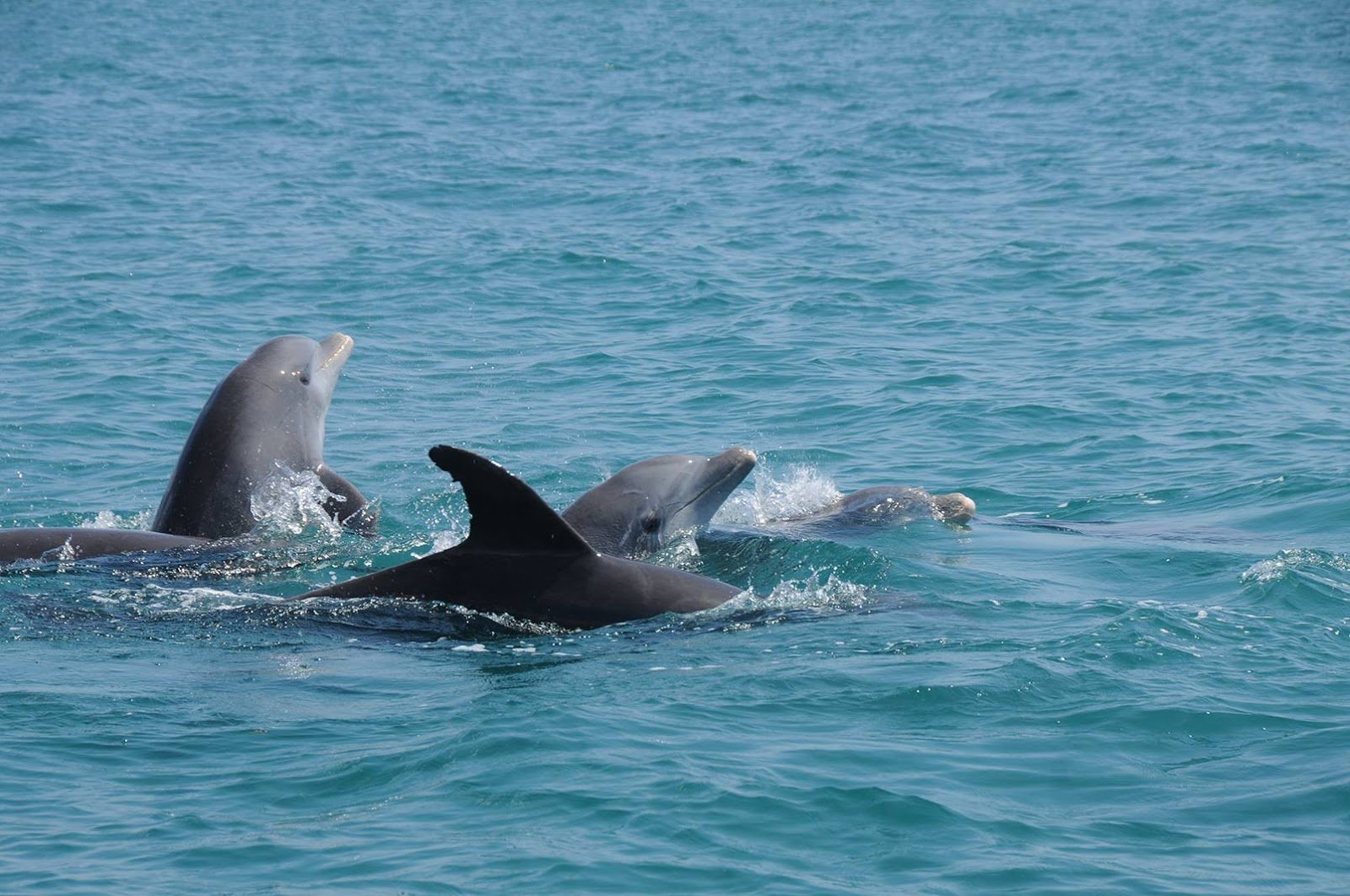 Palm Beach and Jupiter Dolphin Tours