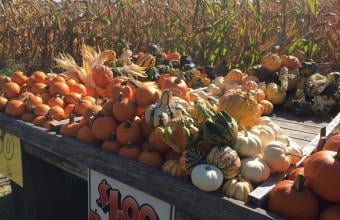Maple Lane Farm