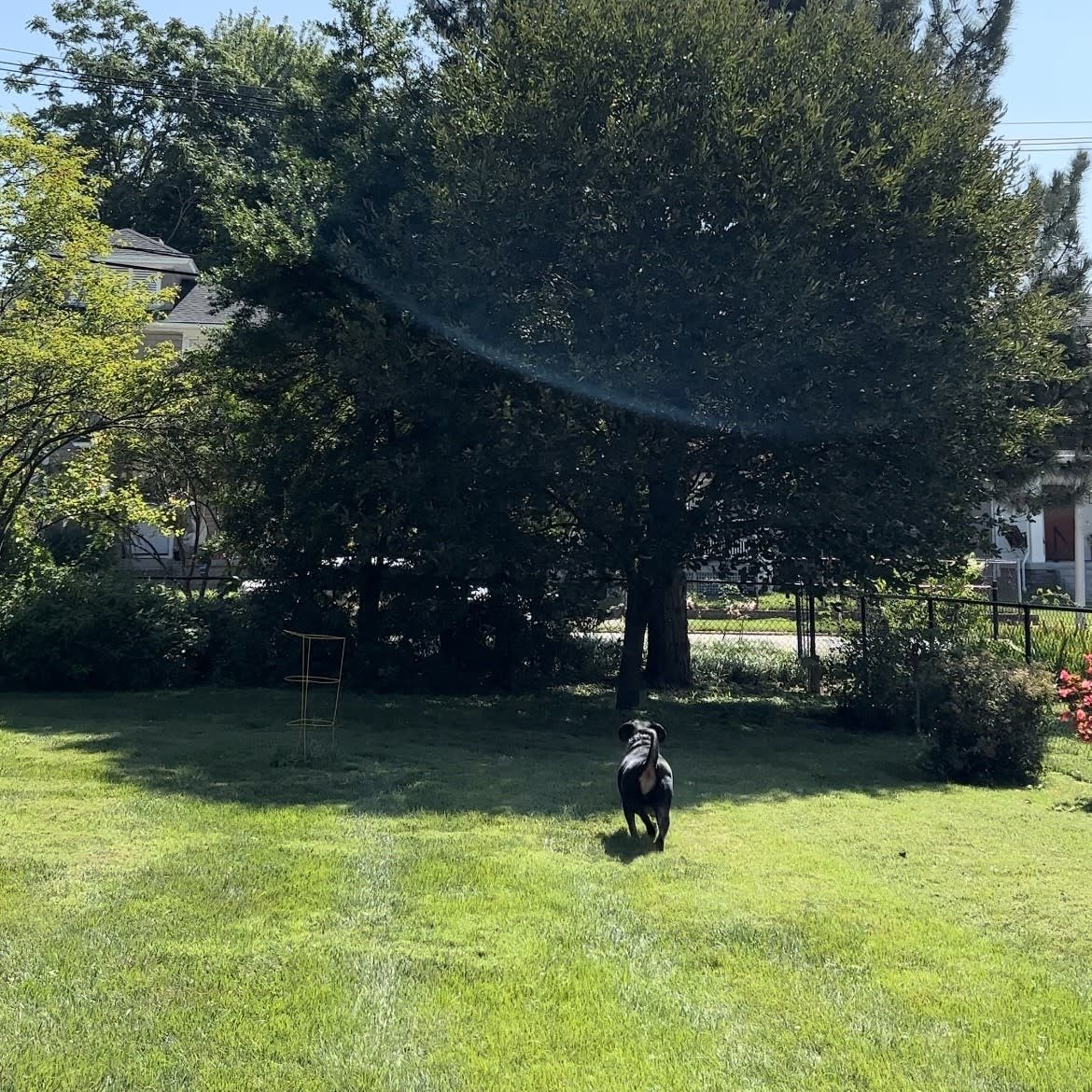 Historic Corner Private Dog Park LLC