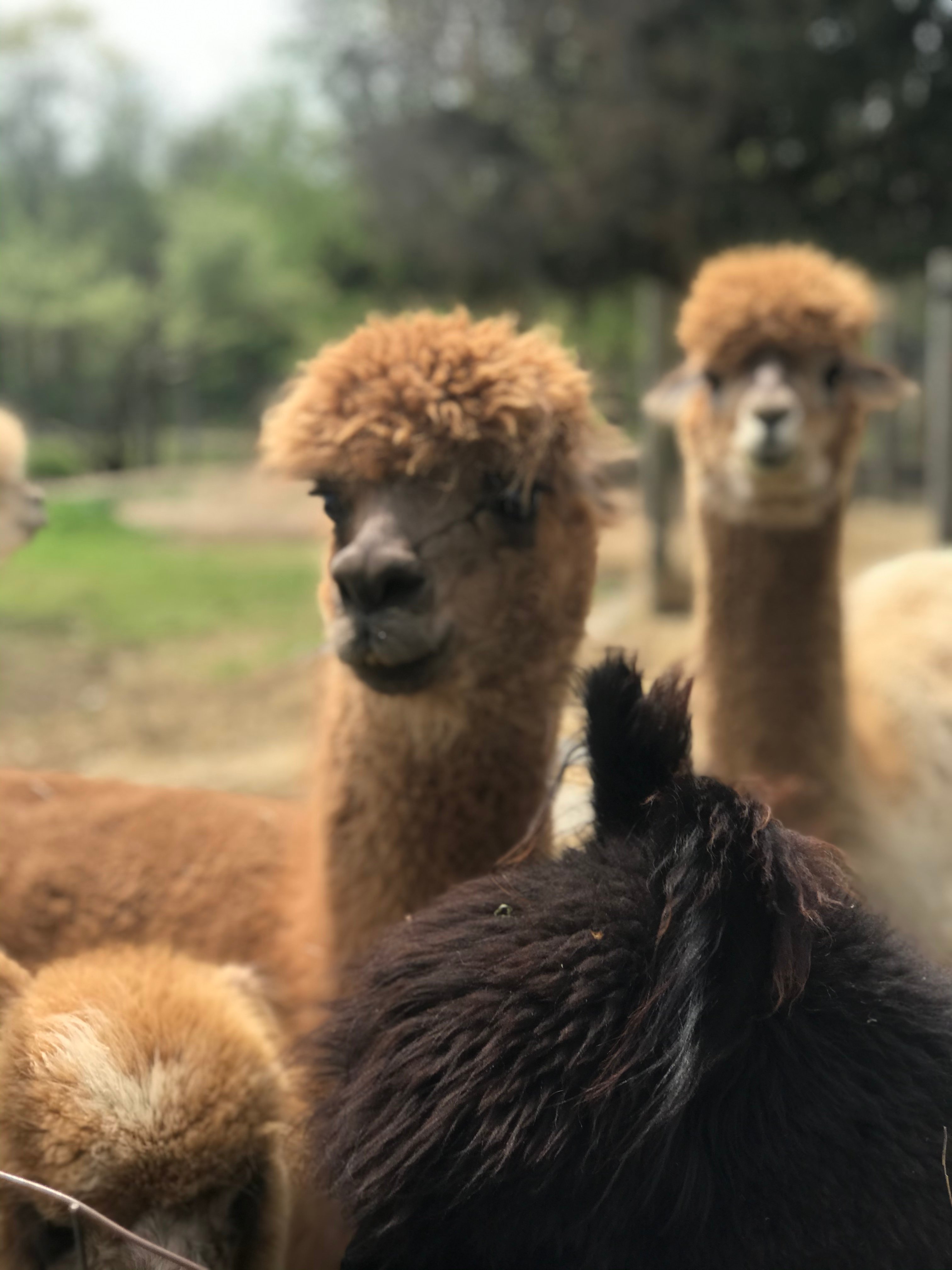 Shear Heaven Farm