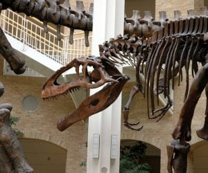 Fernbank Museum | 3D Theater | Forest