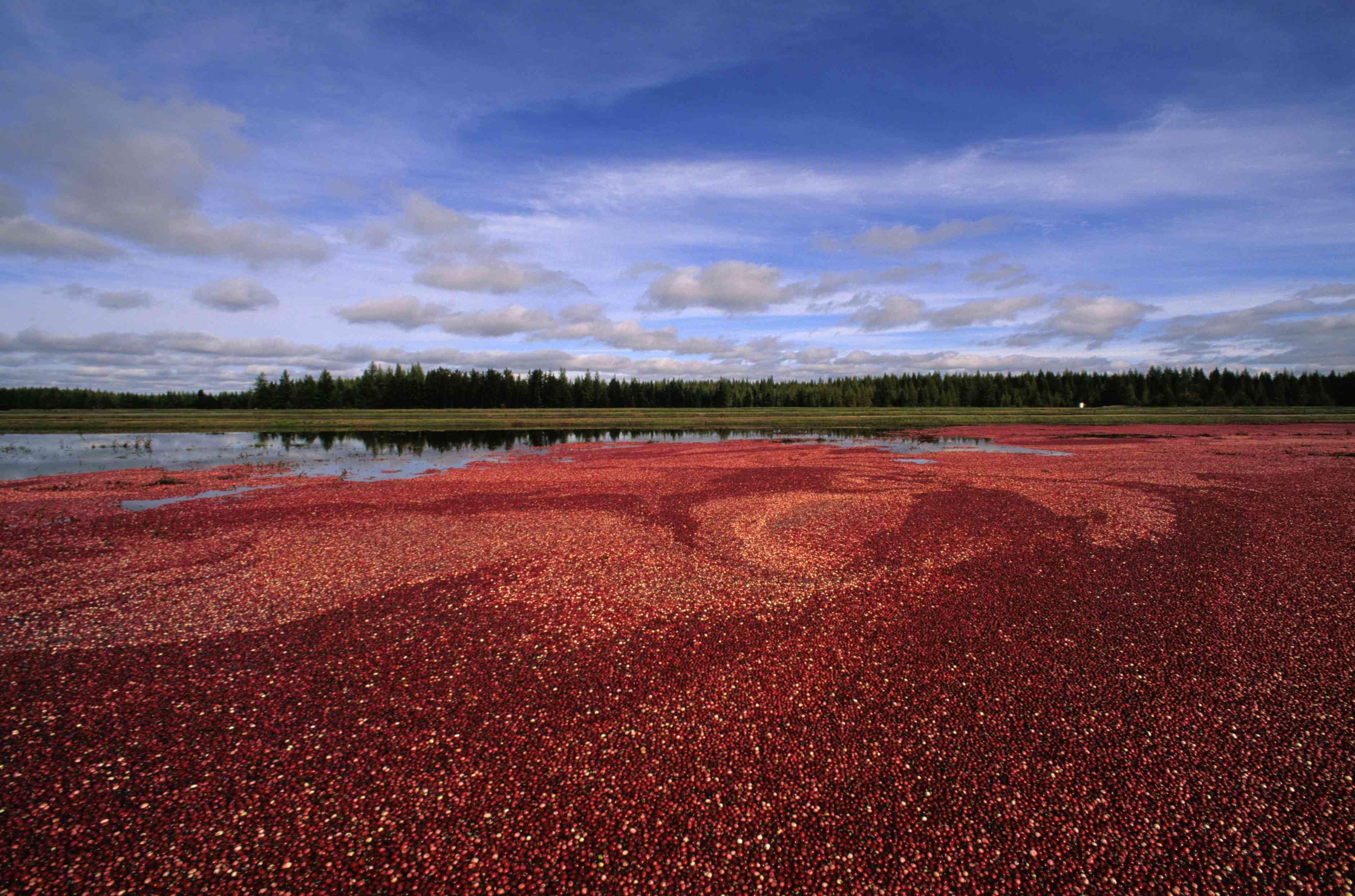 Wisconsin State Cranberry Growers Association