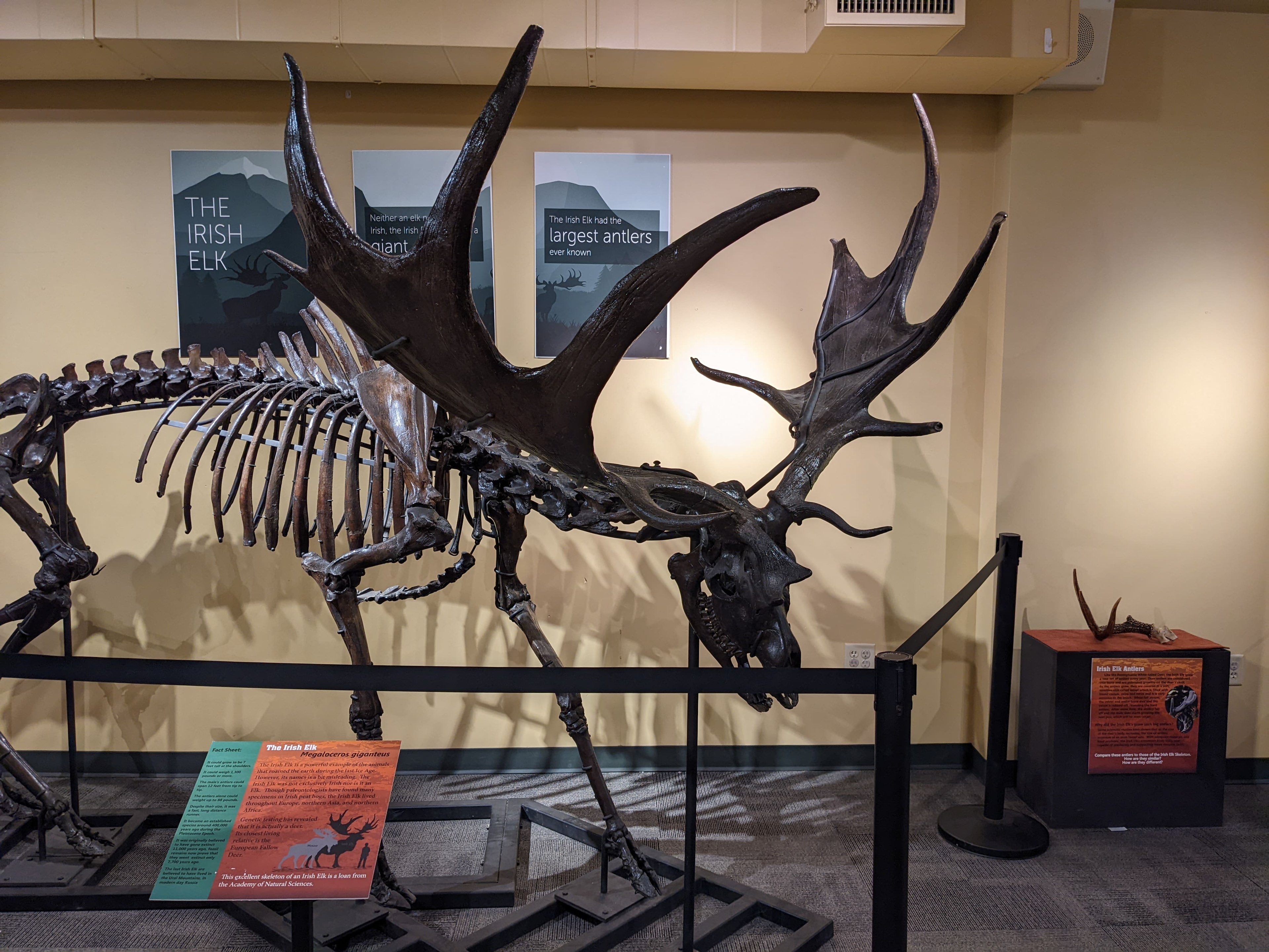 North Museum of Nature and Science