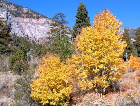 Mount Charleston
