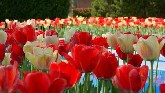 White River Gardens